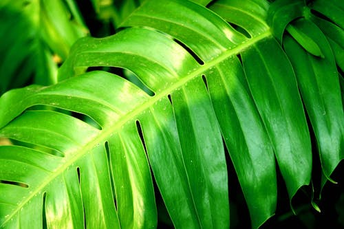 Close-Up Shot of Green Leaves