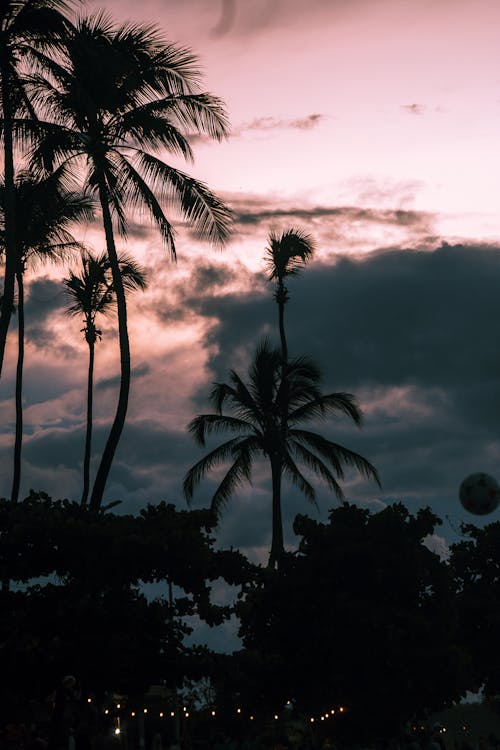 Silhouette of Palm Trees against a Clouded Sky at Dusk
