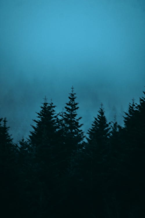 검은 숲, 어둠의 무료 스톡 사진