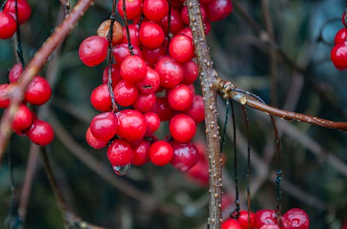 Gratis stockfoto met herfst, regen