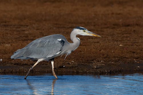 Photo of a Grey Heron