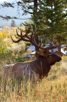 A majestic elk rests in the forest of Jasper National Park, Alberta.