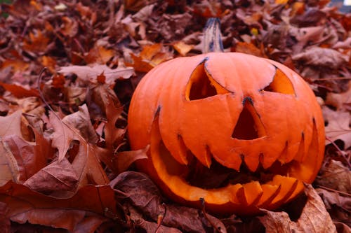 Jack-O-Lantern Lying on Autumn Leaves