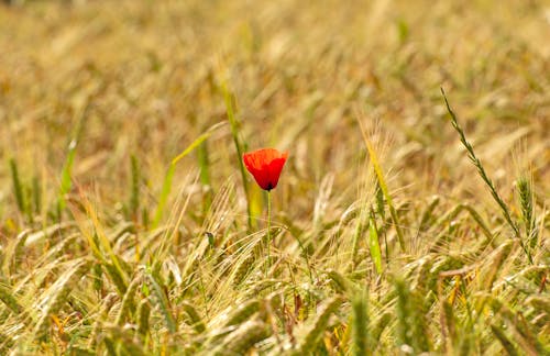Red Flower on Brown and Green Grass Field