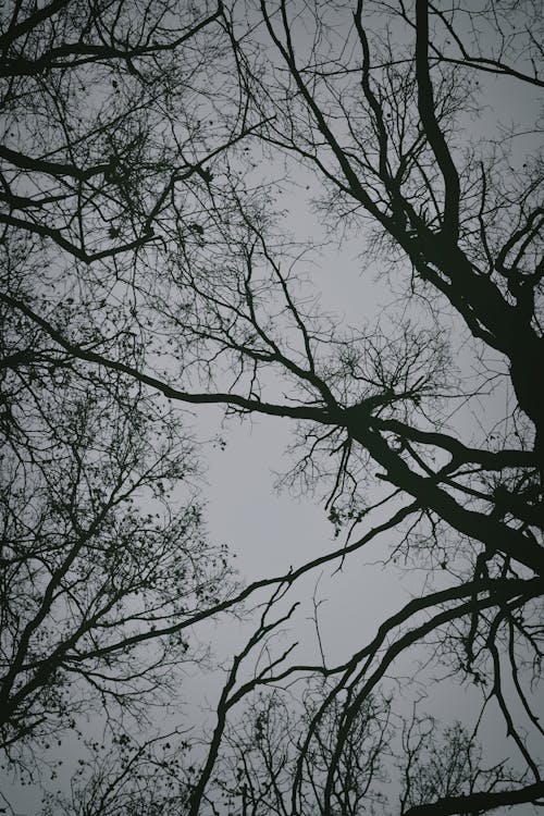Fotobanka s bezplatnými fotkami na tému neúroda, ponurý, stromy