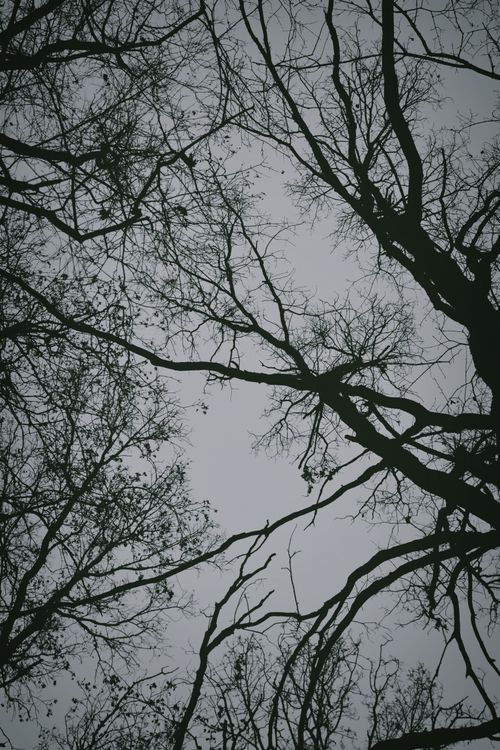 Free Eerie silhouettes of tree branches create a striking winter scene. Stock Photo