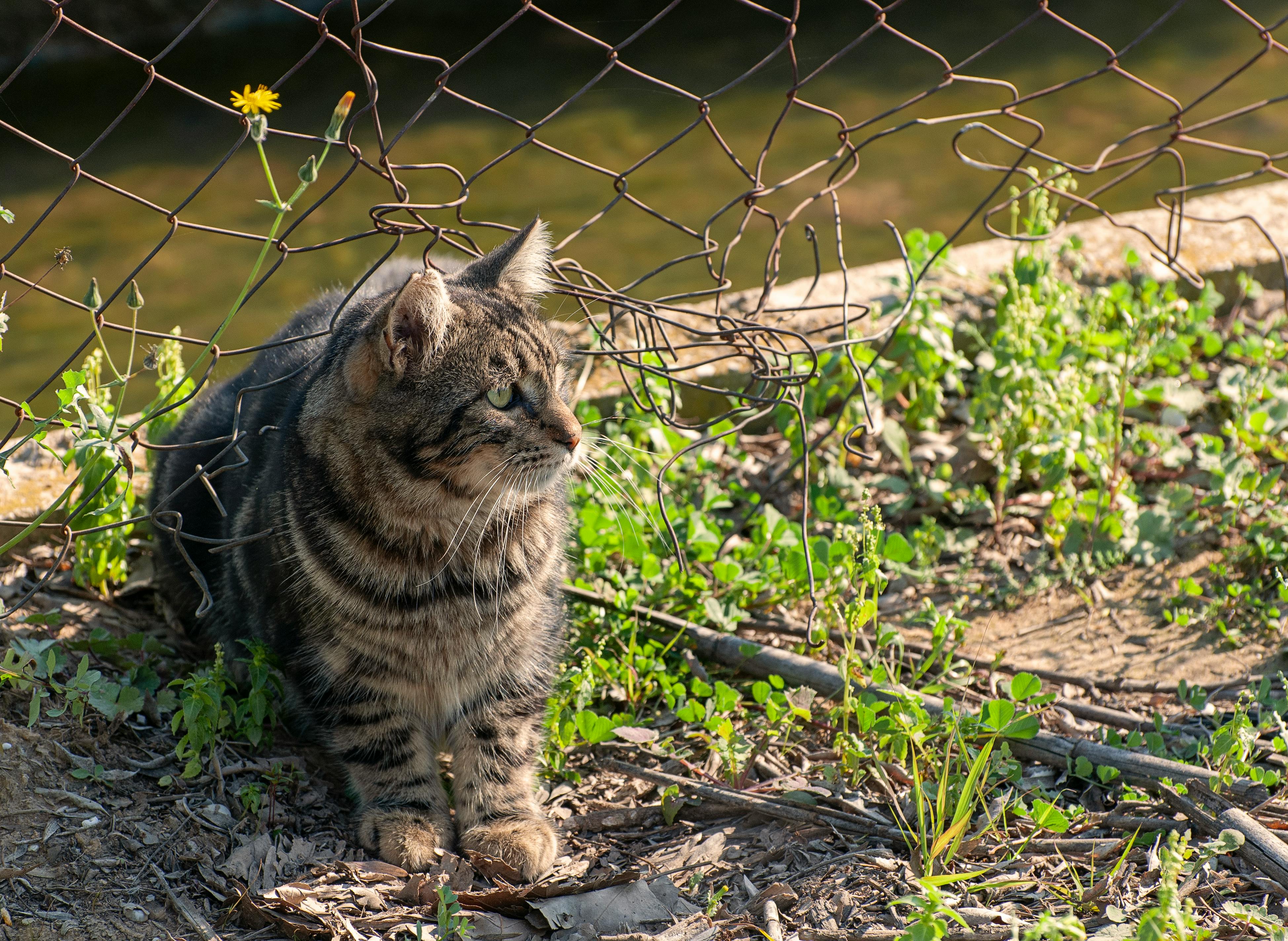 How To Get A Cat To Trust You Fast