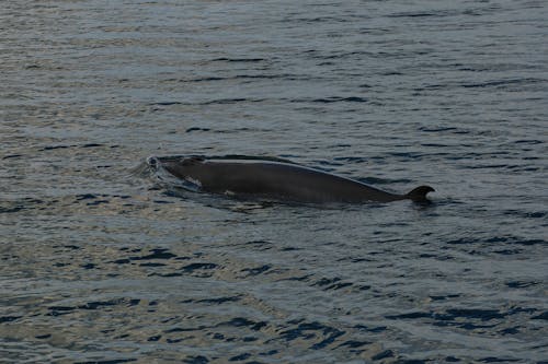 Immagine gratuita di animale acquatico, balena, fauna selvatica