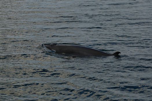 A whale surfacing in the waters near Tadoussac, Quebec, Canada.