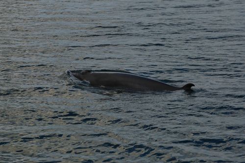Free A whale surfacing in the waters near Tadoussac, Quebec, Canada. Stock Photo