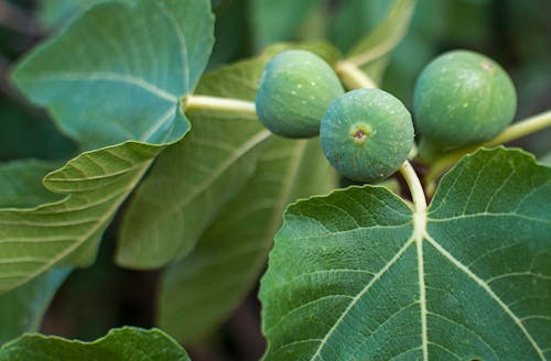 Close-up of Unripe Figs on a Tree Branch