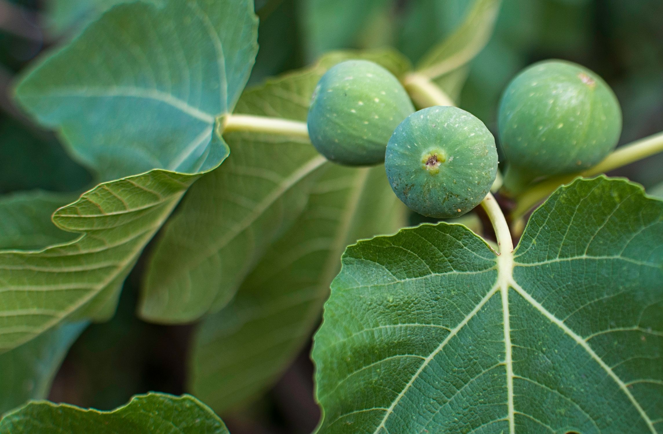 None Ripe Fig Close-up of Unripe Figs on a Tree Branch · Free Stock Photo