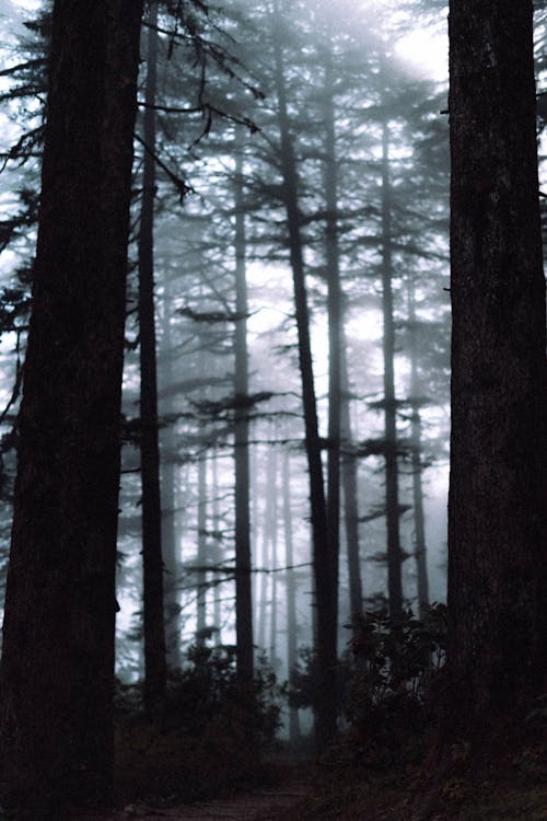 คลังภาพถ่ายฟรี ของ ต้นไม้, ภูเขา, มืด