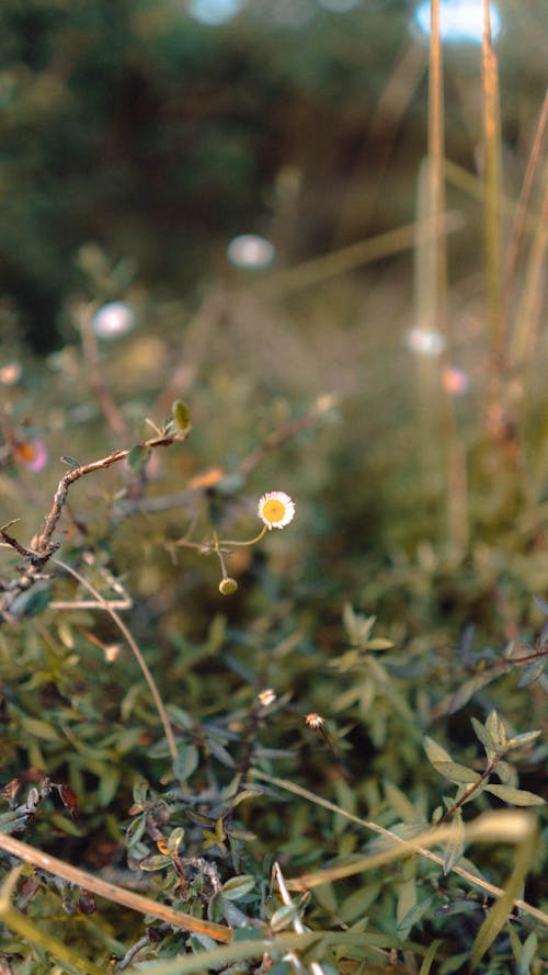 ムーディー, 自然, 花の無料の写真素材