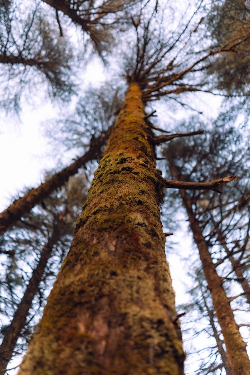 Foto d'estoc gratuïta de arbre, arbres de tardor, hiverns