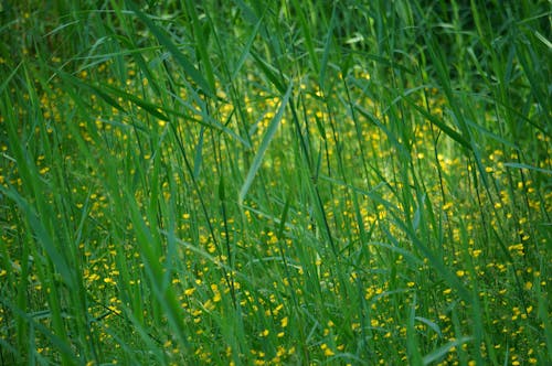 Kingcups in Meadow