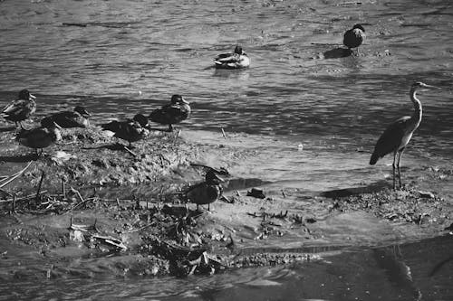 Grayscale Photo of Birds on the Shore
