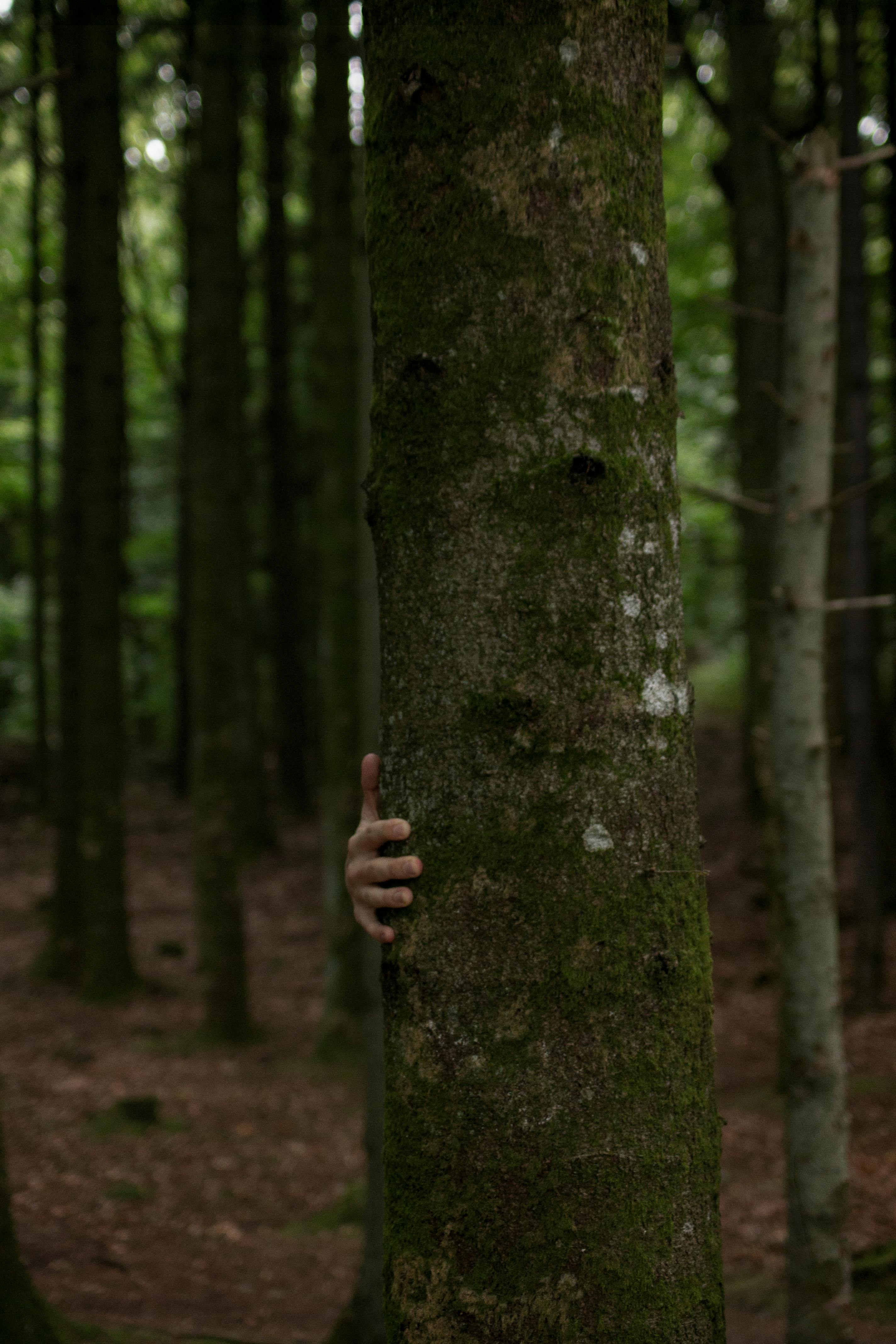 person hiding behind tree trunk