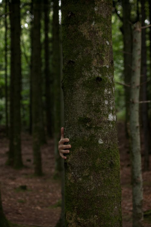 Person Hiding Behind Tree Trunk