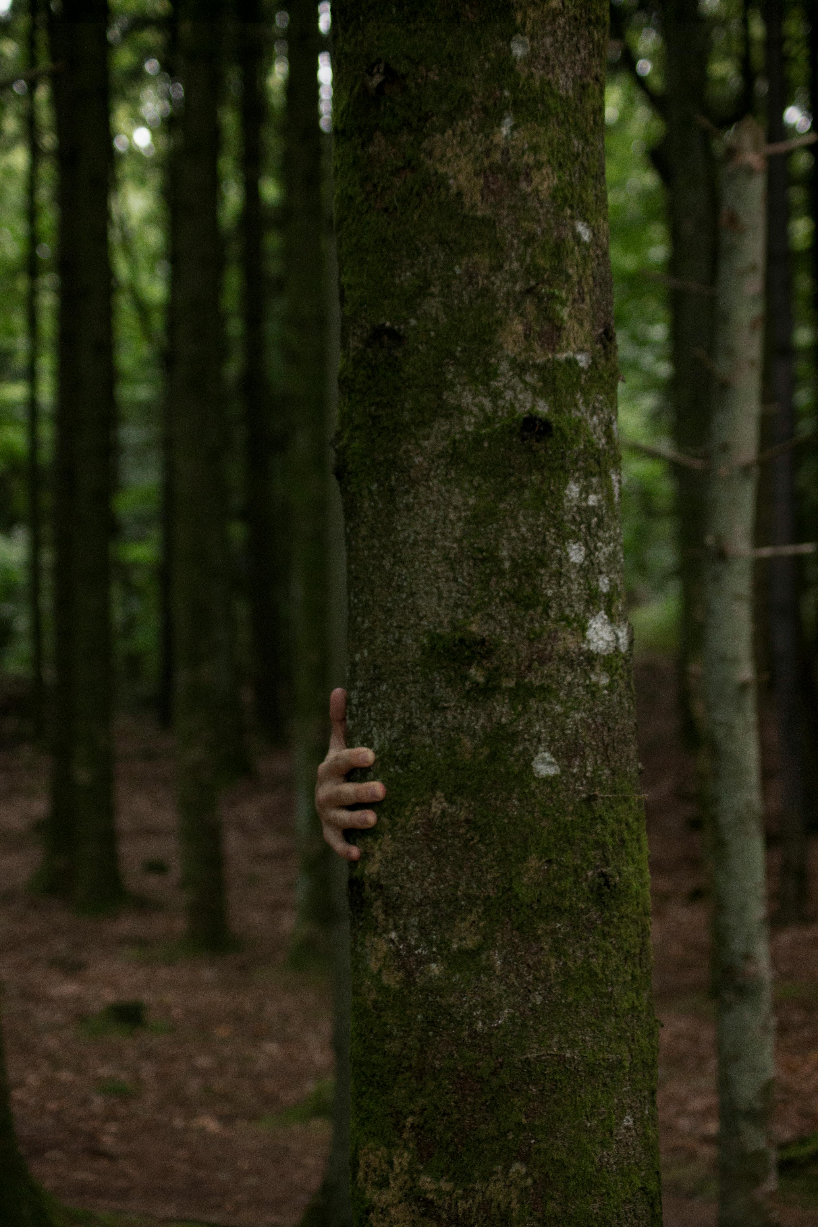 Person Hiding Behind Tree Trunk · Free Stock Photo