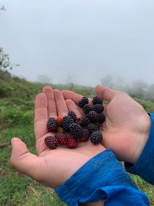 Free Hands holding fresh blackberries in a foggy outdoor setting, showcasing nature's bounty. Stock Photo