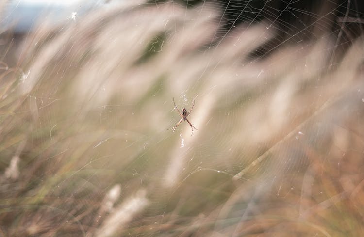 Small Spider On Wet Against Plants