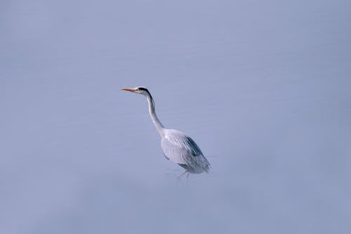 Darmowe zdjęcie z galerii z czapla, everglades, fotografia ptaków