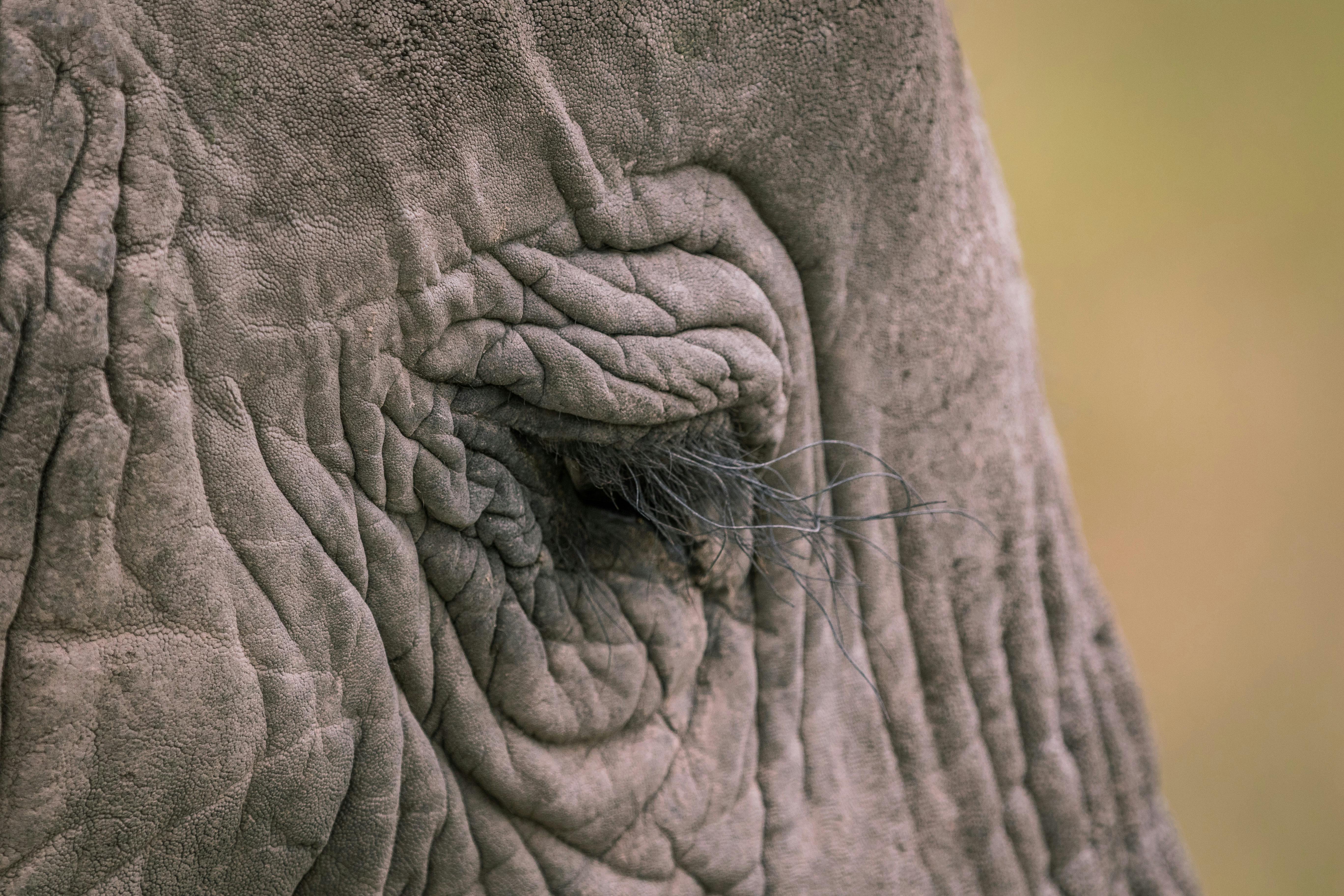 Free stock photo of #elephant, #eye, #eyelashes