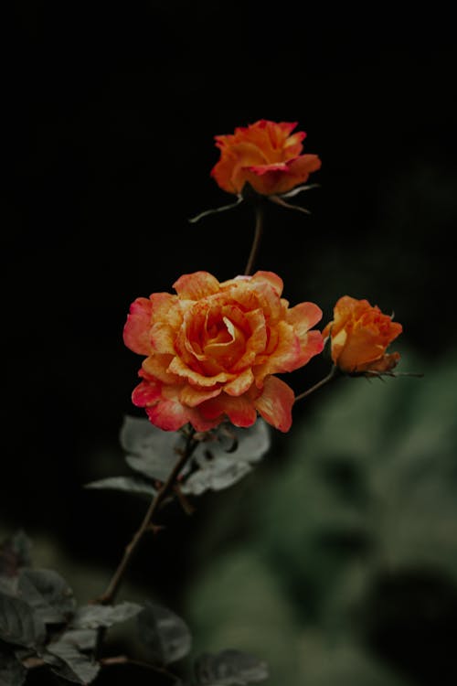 Photos gratuites de basculement, chine rose, fleurs orange