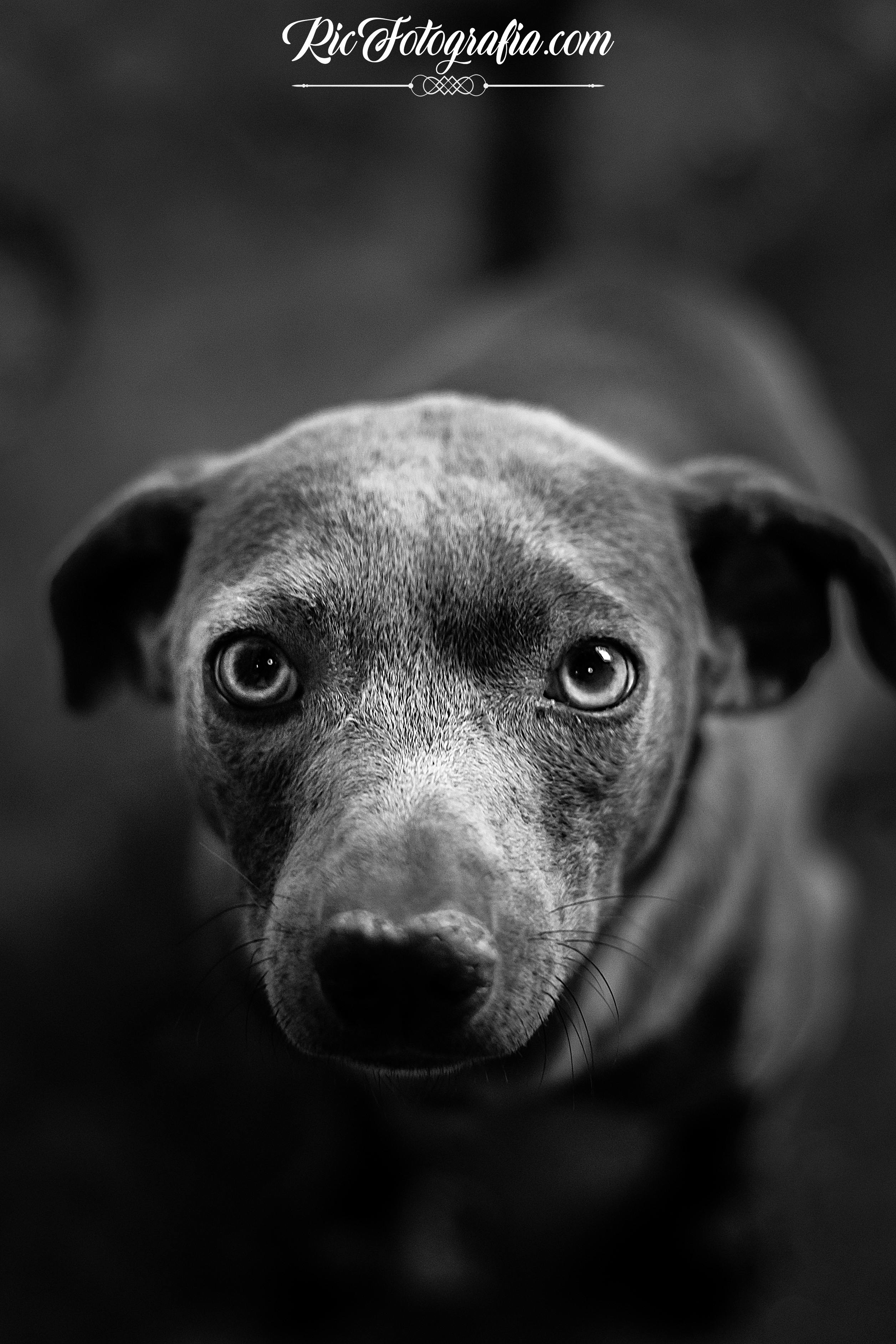 Free stock photo of black and white, dog, picture