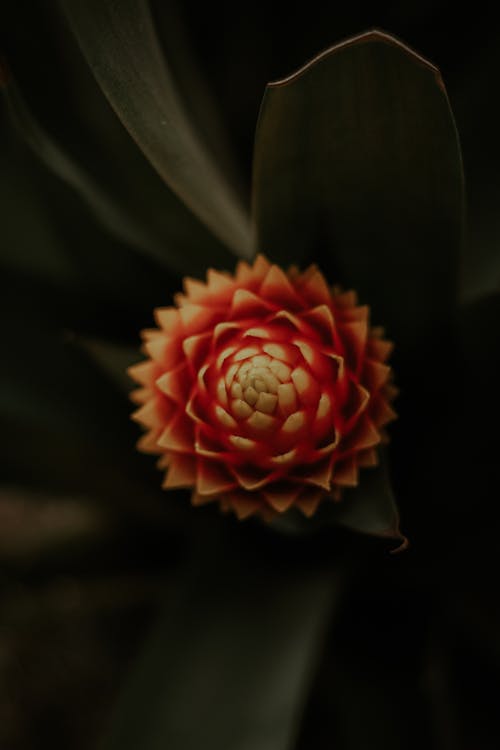 Gratis stockfoto met bloem, bloesem, cactus