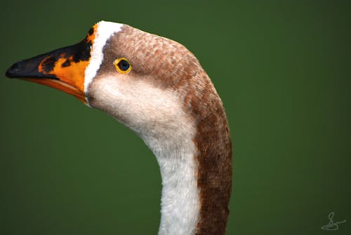 アヒルの鳥, 母なる自然の無料の写真素材