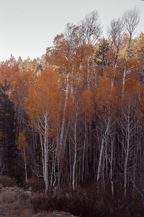 Бесплатное стоковое фото с atmosfera de outono, вертикальный выстрел, высокие деревья