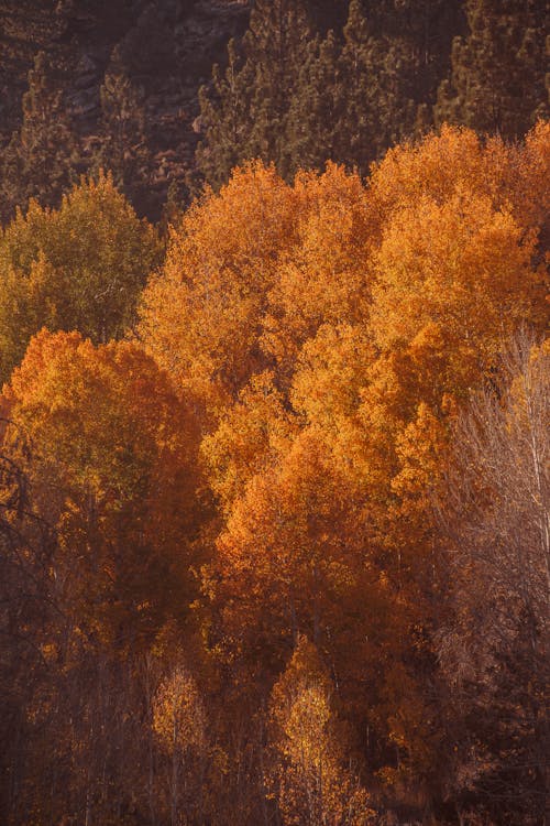 Бесплатное стоковое фото с вертикальный выстрел, деревья, осенние цвета