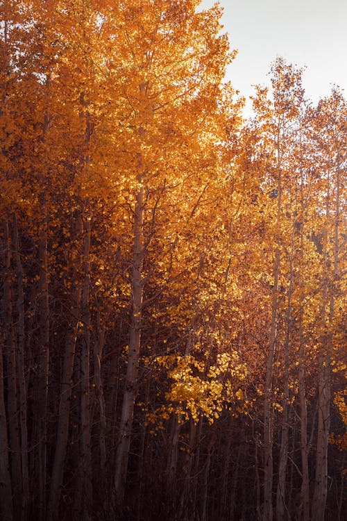 Forest Trees with Orange Leaves