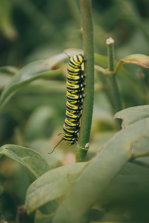 Free Close-Up Photo of a Caterpillar Near Green Leaves Stock Photo