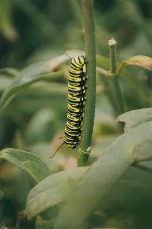 Close-Up Photo of a Caterpillar Near Green Leaves