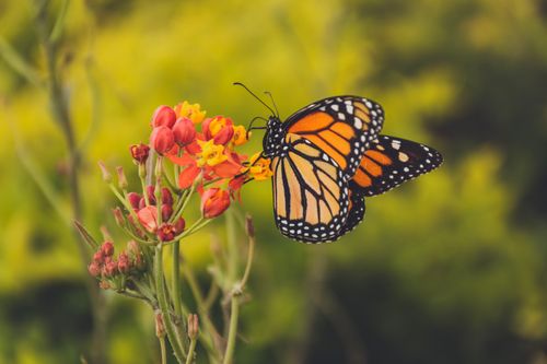 Free A vibrant monarch butterfly resting on colorful flowers in Lima, Peru. Stock Photo