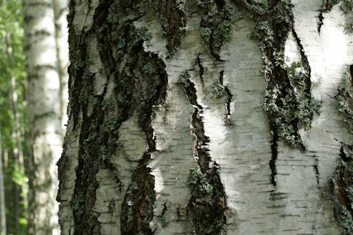 Free stock photo of bark, birches, tree