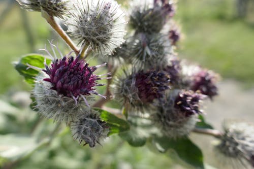 Free stock photo of flower, thistle