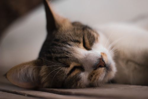 Free Close-up of a sleeping domestic cat with soft lighting and a relaxed expression. Stock Photo