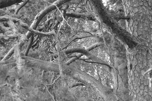 Free stock photo of black and white, branches, trees