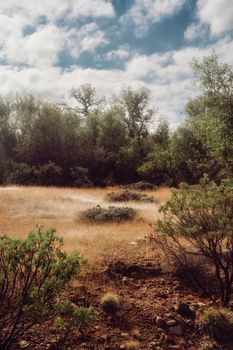 Peaceful rural landscape with dry grassy field and lush trees beneath a cloudy blue sky.