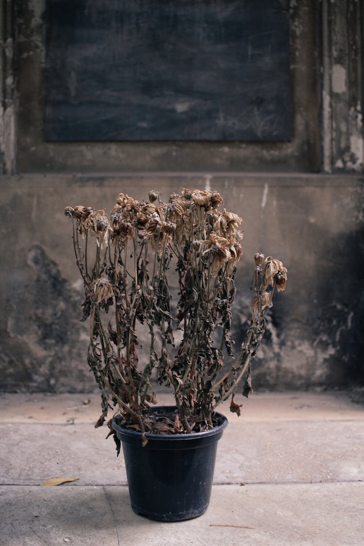 A Pot With Wilted Flowers