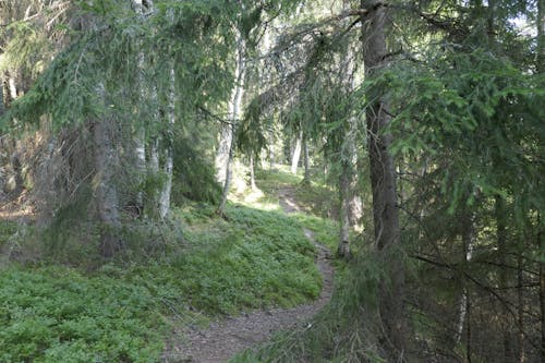 Základová fotografie zdarma na téma les, stále zelené, stezka