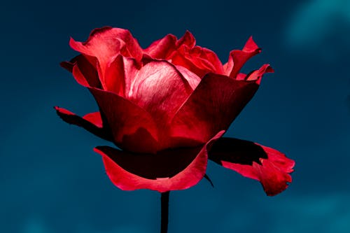 A Blooming Red Rose