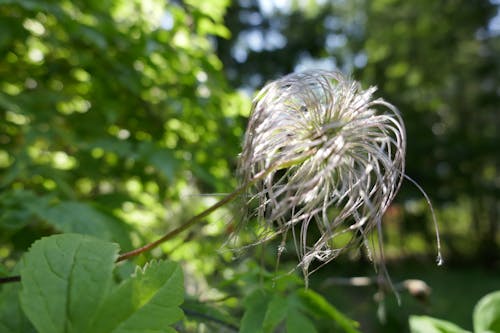 Free stock photo of flower