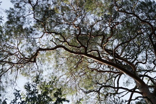 Free stock photo of branches, trees