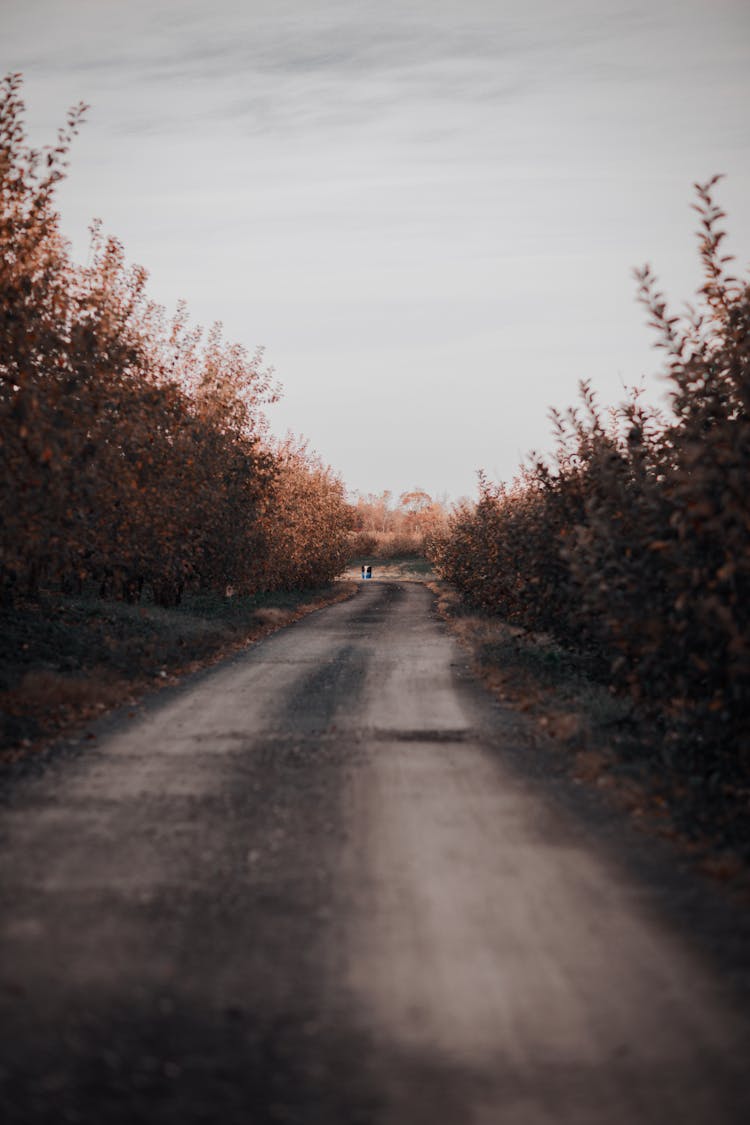 Narrow Road Between Plants