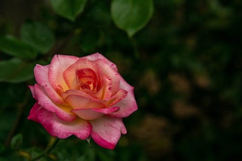 꽃, 분홍 장미, 섬세한의 무료 스톡 사진